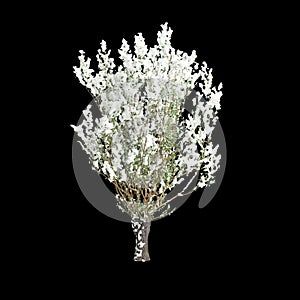 3d illustration of Salix caprea snow covered tree isolated on black background