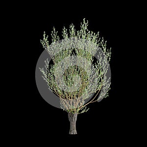 3d illustration of Salix caprea tree isolated black background