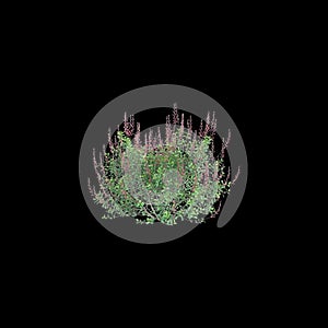 3d illustration of Salvia greggii bush isolated black background