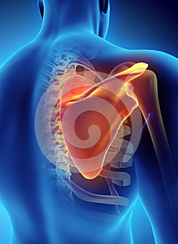 3D illustration of Scapula, medical concept.