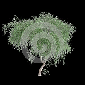3d illustration of Schinus molle tree isolated on black background