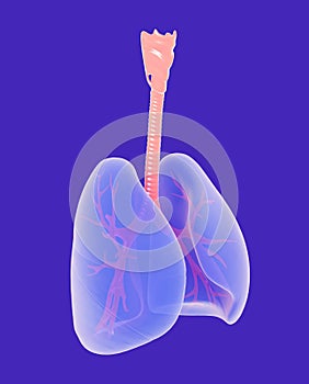 3d illustration of semi-transparent lungs and bronchi.