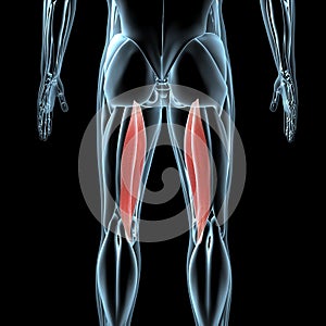 3d illustration of the semimembranosus muscles on xray musculature