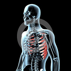 3d illustration of the serratus anterior muscles anatomical position on xray body