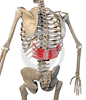 3D Illustration Of The Serratus Posterior Inferior Muscles On White Background