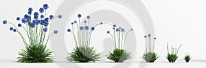 3d illustration of set allium caeruleum bush isolated on white background