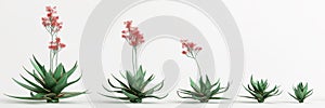 3d illustration of set Aloe striata tree isolated on white bachground