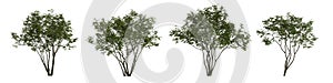 3d illustration of set amelanchier tree isolated on white background