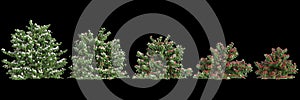 3d illustration of set Buxus sempervirens bush isolated on black background
