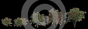 3d illustration of set Callistemon citrinus tree isolated on black background