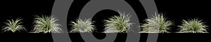 3d illustration of set Carex morrowii bush isolated on black background