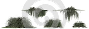 3d illustration of set Casuarina Glauca isolated on white background