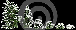 3d illustration of set Chamaecyparis obtusa snow covered bush isolated on black background