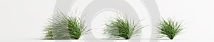 3d illustration of set cymbopogon citratus grass isolated on white background