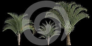 3d illustration of set dypsis decaryi palm isolated on black background