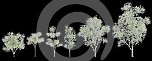 3d illustration of set Eucalyptus globulus tree isolated on black background