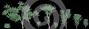 3d illustration of set Euphorbia tirucalli tree isolated on black background