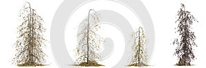 3d illustration of set Fagus sylvatica tree isolated on white background