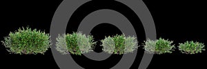 3d illustration of set Goodenia ovata bush isolated on black background