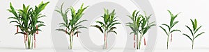 3d illustration of set heliconia tree isolated on white background