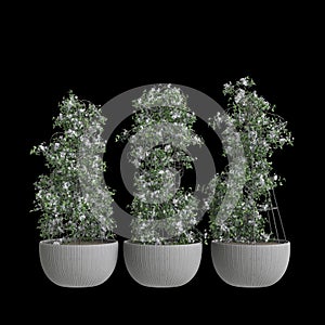 3d illustration of set houseplant Clematis terniflora isolated on black background