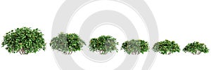 3d illustration of set Hymenosporum flavum bush isolated on white background