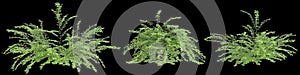 3d illustration of set Jasminum nudiflorum bush isolated on black background
