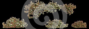 3d illustration of set Ledum decumbens bush isolated on black background