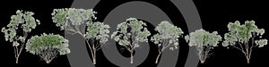 3d illustration of set Melaleuca lanceolata tree isolated on black background