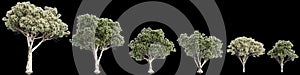 3d illustration of set Melaleuca linariifolia tree isolated on black background