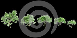 3d illustration of set Millettia pinnata tree isolated on black background