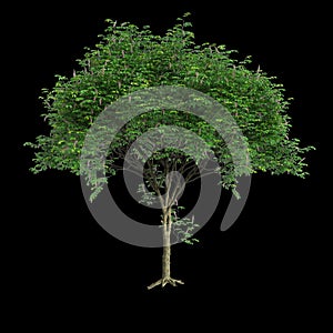 3d illustration of set Millettia pinnata tree isolated on black background