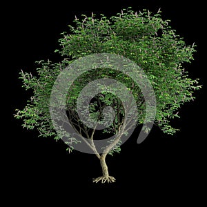 3d illustration of set Millettia pinnata tree isolated on black background