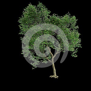 3d illustration of set Millettia pinnata tree isolated on black background