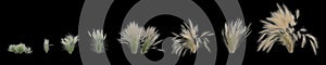 3d illustration of set nassella tenuissima grass isolated on black background, human eye angle