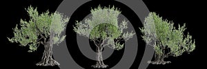 3d illustration of set Olea europaea tree isolated black background
