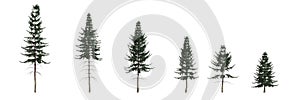 3d illustration of set picea abies tree isolated on white background