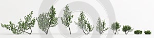 3d illustration of set pinus mugo tree isolated on white background