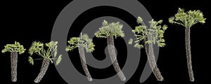 3d illustration of set Pritchardia filifera palm isolated on black background