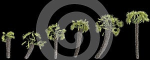 3d illustration of set Pritchardia filifera palm isolated on black background