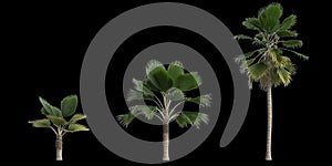 3d illustration of set pritchardia pacifica palm isolated on black background