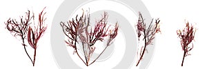 3d illustration of set red alga gracilaria isolated on white background, ocean creatures