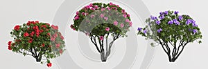 3d illustration of set rhododendron bush isolated on white background