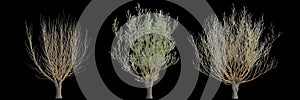 3d illustration of set Salix caprea tree isolated black background