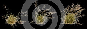 3d illustration of set Themeda triandra bush isolated on black background