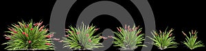 3d illustration of set Xeronema callistemon bush isolated on black background
