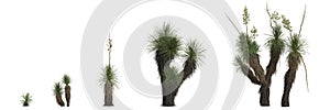 3d illustration of set yucca elata tree isolated on white background