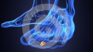 3d illustration of skeleton feet bone anatomy