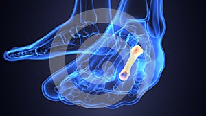 3d illustration of skeleton feet bone anatomy