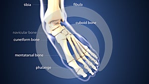 3d illustration of skeleton foot bone anatomy